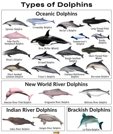 scientific name for dolphins and whale